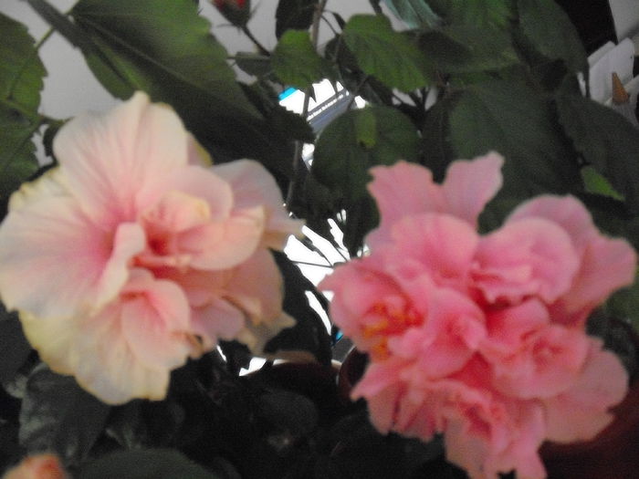DSCF1342 - HIBISCUS
