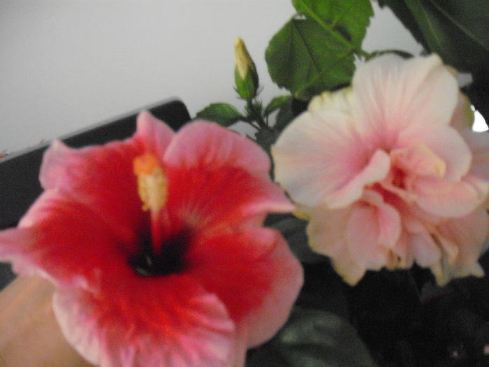 DSCF1346 - HIBISCUS