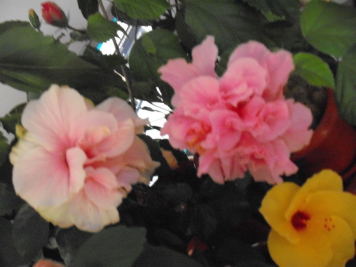 DSCF1347 - HIBISCUS