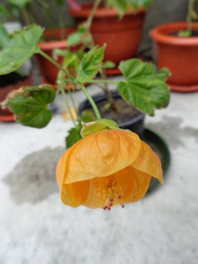  - 00 Culoare-gingasie-parfum 2014-2015