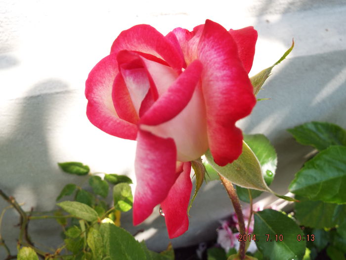 DSCF9515 - flori 2014