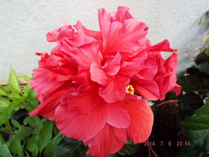 DSCF9355 - flori 2014