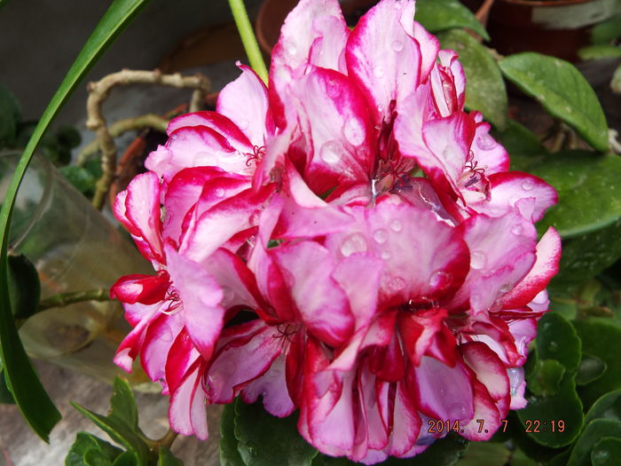 DSCF9364 - flori 2014