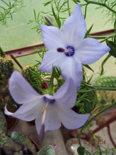 DSCF9374 - flori 2014
