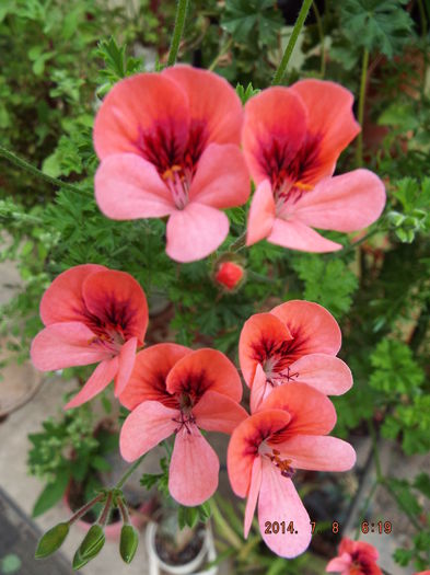 DSCF9378 - flori 2014