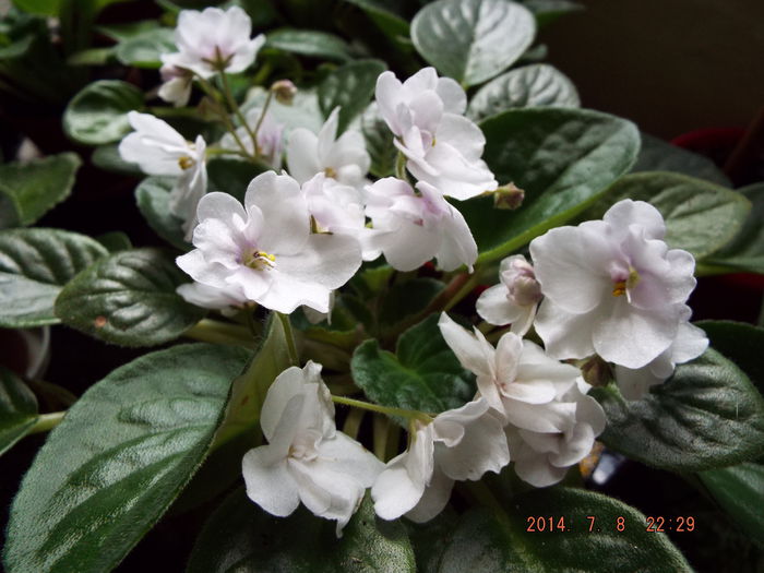 DSCF9403 - flori 2014