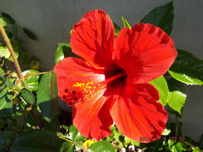 DSCF9468 - flori 2014