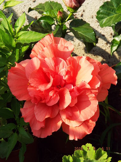 DSCF9486 - flori 2014