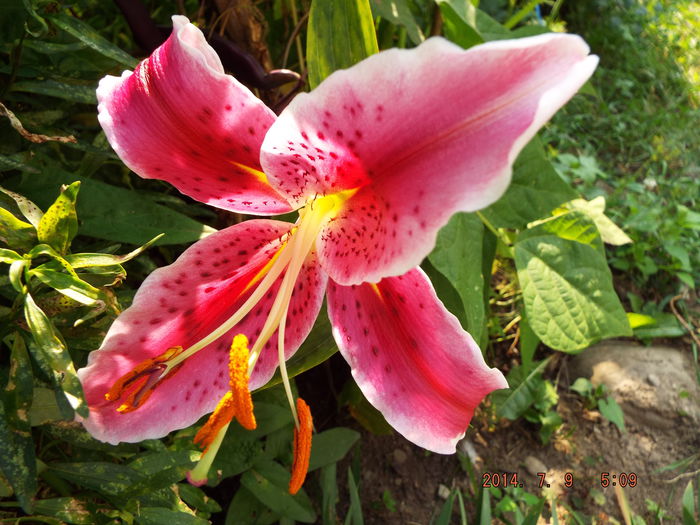 DSCF9478 - flori 2014