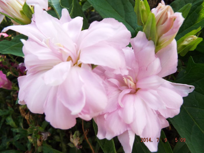 DSCF9477 - flori 2014