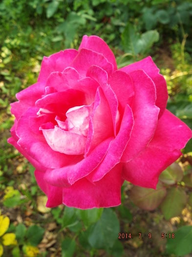 DSCF9498 - flori 2014