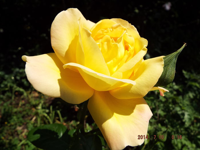 DSCF9516 - flori 2014