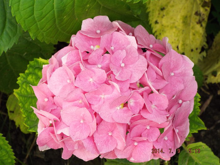 DSCF9494 - flori 2014