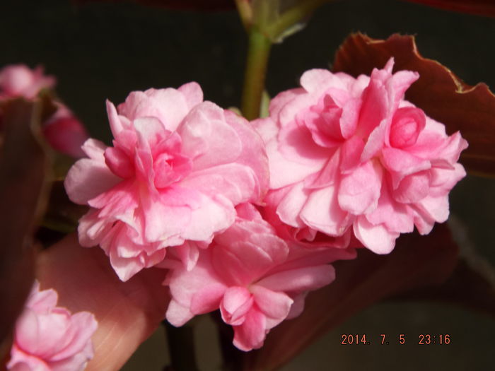 DSCF9286 - flori 2014