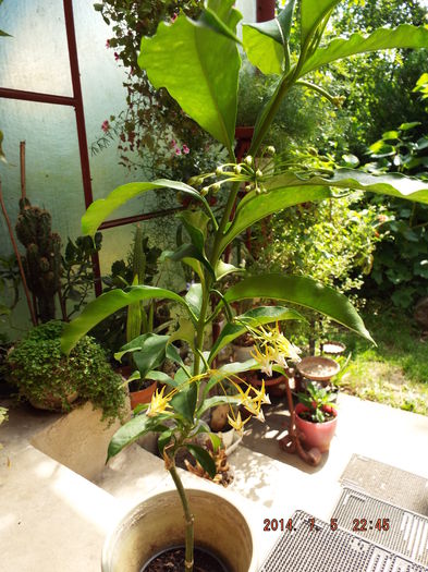 DSCF9247 - flori 2014