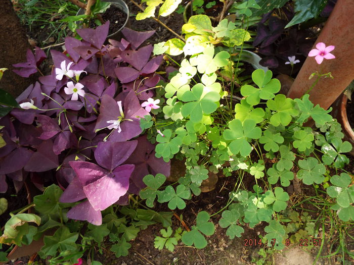 DSCF9474 - flori 2014