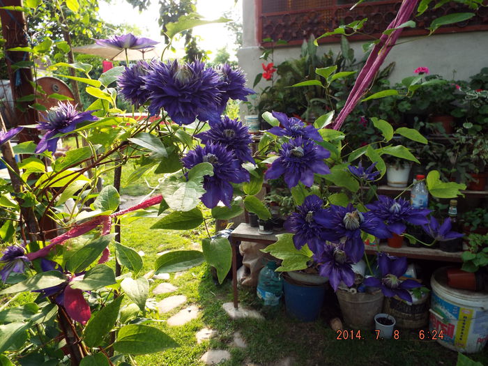 DSCF9399 - flori 2014