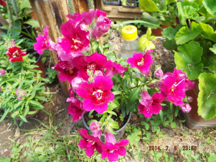 DSCF9347 - flori 2014