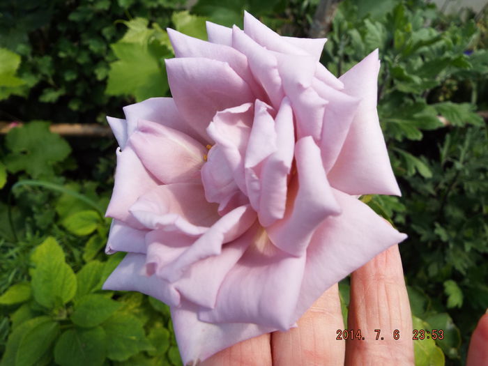 DSCF9346 - flori 2014