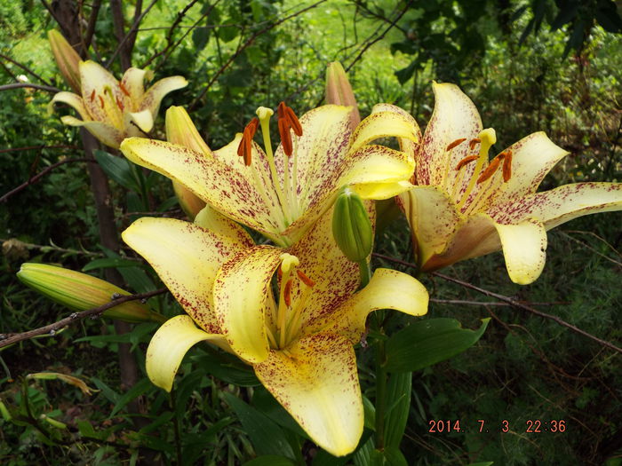 DSCF9168 - flori 2014