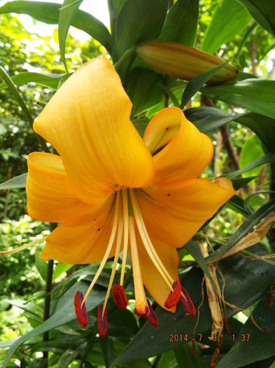 DSCF9069 - flori 2014