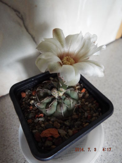 DSCF9093 - flori 2014