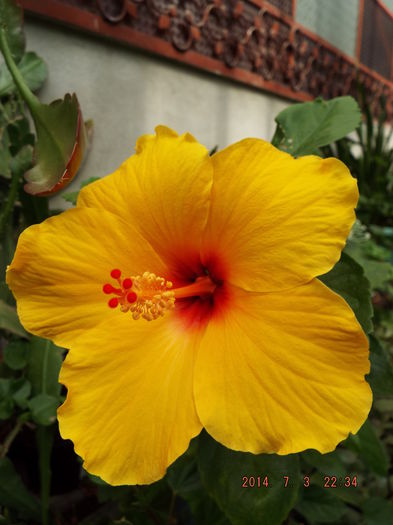 DSCF9161 - flori 2014