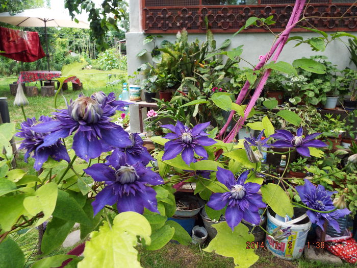 DSCF9072 - flori 2014