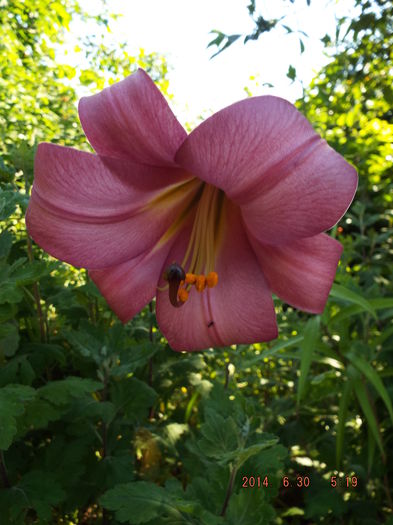 DSCF9031 - flori 2014