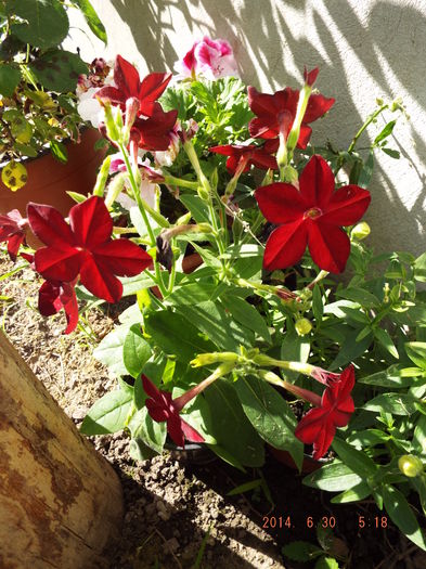 DSCF9028 - flori 2014