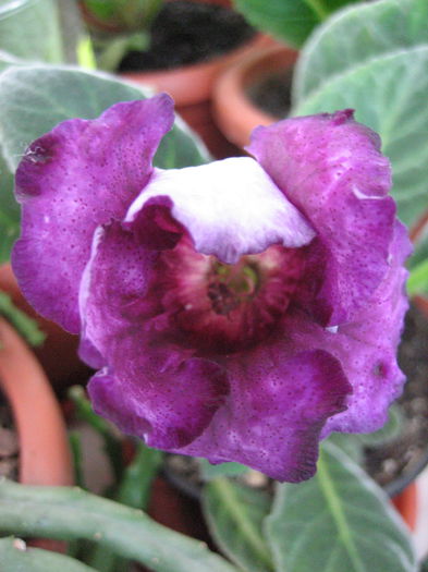 VIOLET GIANT; VIOLET GIANT
