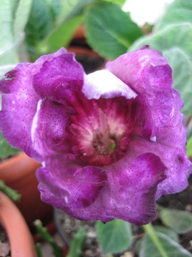 VIOLET GIANT; VIOLET GIANT
