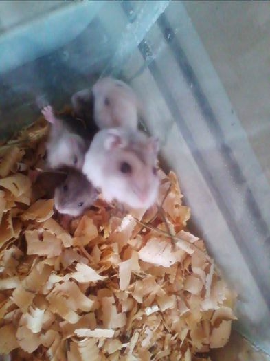 hamsteri siberieni - rozatoare 2014