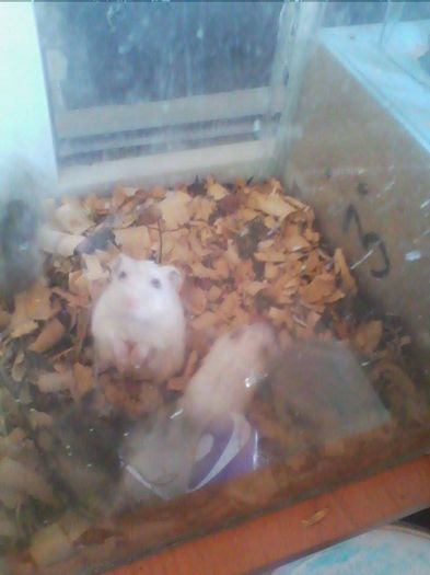 10483110_802016926509639_437356556_n - rozatoare 2014