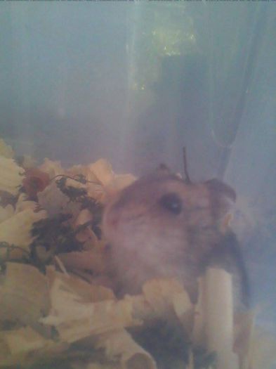 10490205_802016969842968_503805258_n - Copy - rozatoare 2014