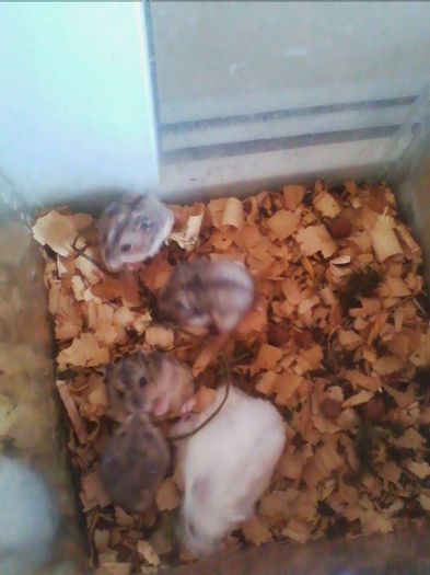 10518881_802016996509632_66787411_n