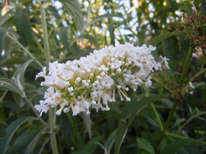 Buddleja davidii White (2014, Jul.01) - Buddleja White