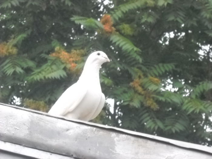 f 2009 - PORUMBEI STANDARD DIN 2014 vanduti