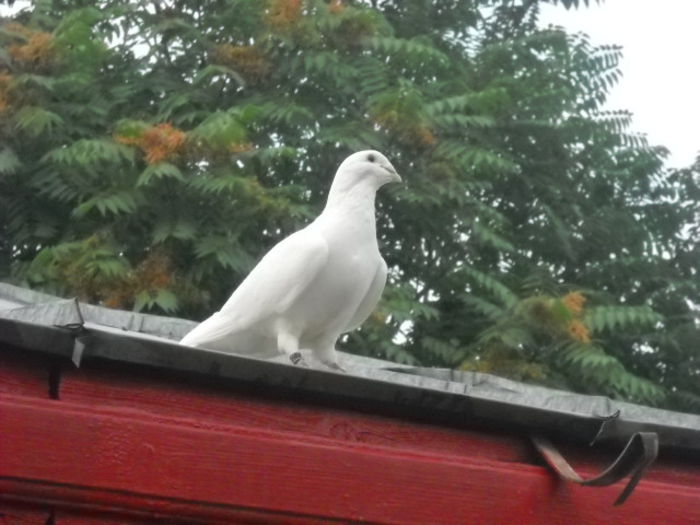 f 2009 - PORUMBEI STANDARD DIN 2014 vanduti