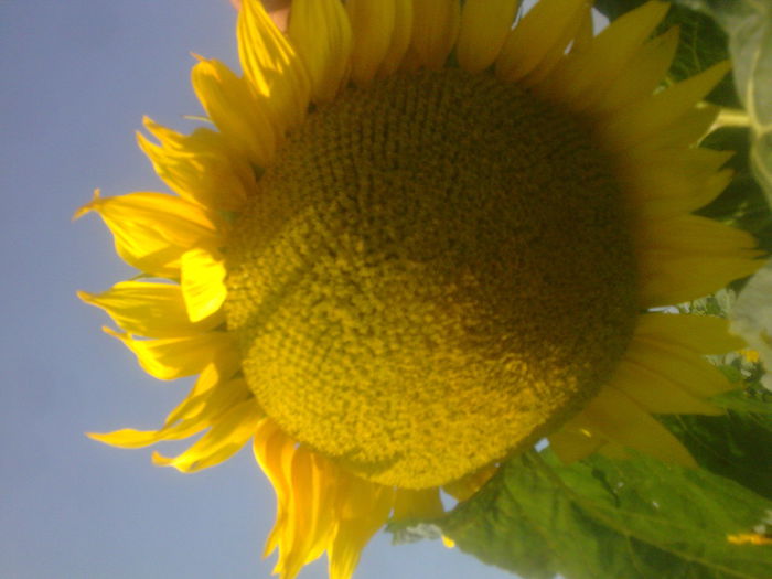 Imagine005 - floarea soarelui 2014