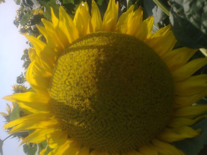 Imagine006 - floarea soarelui 2014