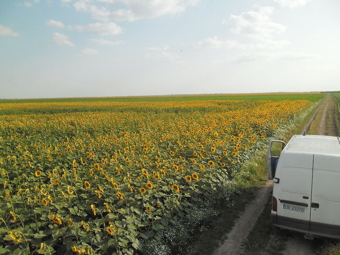 SAM_2358 - floarea soarelui 2014