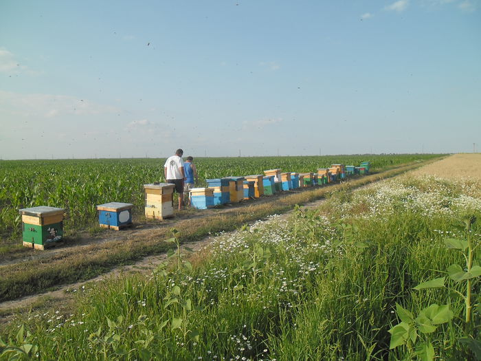 SAM_2359 - floarea soarelui 2014