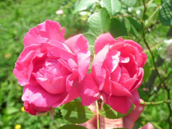  - necunoscut -18 roz cyclam-floribunda