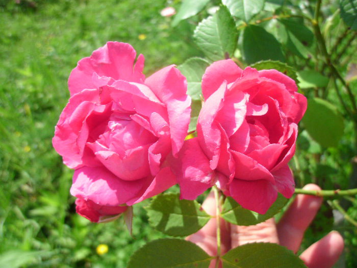  - necunoscut -18 roz cyclam-floribunda