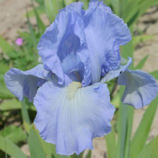 Bel Azur - Irisi intermediari  2016