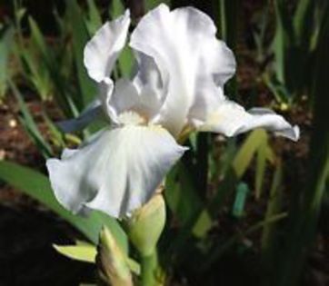 Low Ho Silver - Irisi intermediari  2016