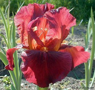 Red Zinger - Irisi intermediari  2016