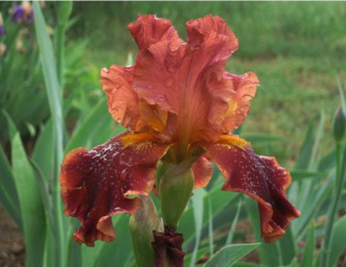 Lorenzaccio de Medicis