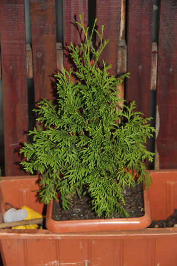 Thuja - Plantele mele de gradina